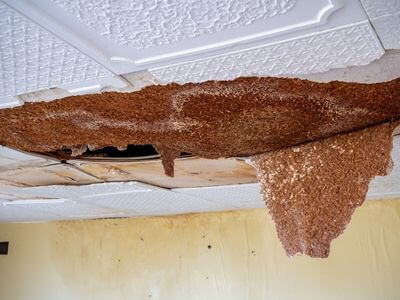 Professional ceiling water damage repair services in Inglewood - water damage cleanup